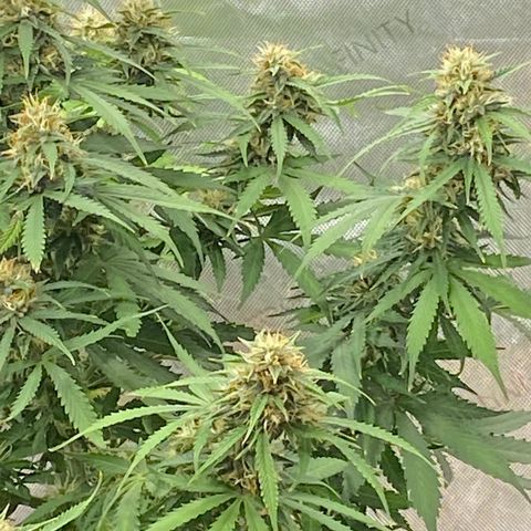 SLH 1 growlog timeline photo