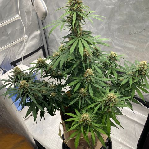SLH 1 growlog timeline photo