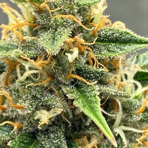 SLH 1 growlog timeline photo
