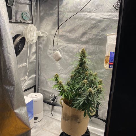 SLH 1 growlog timeline photo