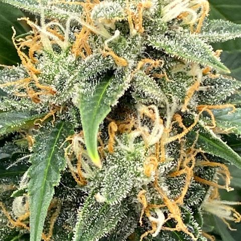SLH 1 growlog timeline photo