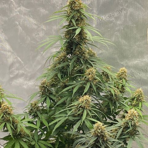 SLH 1 growlog timeline photo