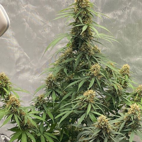 SLH 1 growlog timeline photo