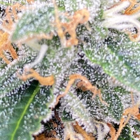 SLH 1 growlog timeline photo
