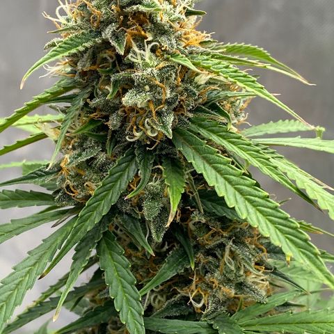 SLH 1 growlog timeline photo