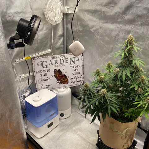 SLH 1 growlog timeline photo