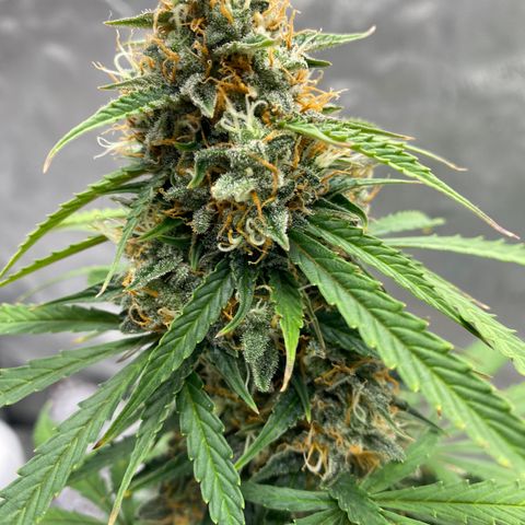 SLH 1 growlog timeline photo