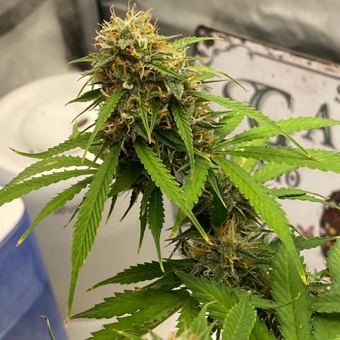 SLH 1 growlog timeline photo