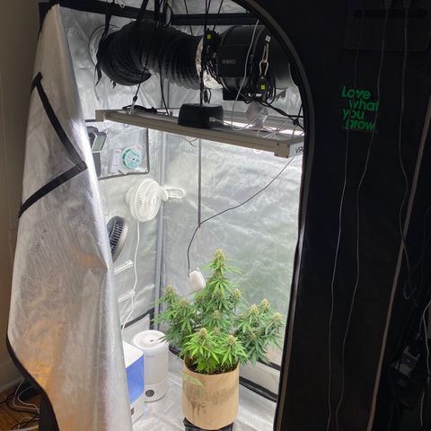 SLH 1 growlog timeline photo