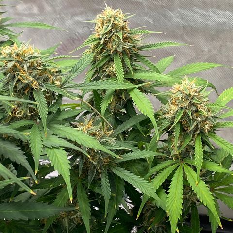 SLH 1 growlog timeline photo