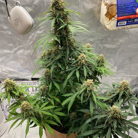 SLH 1 growlog timeline photo
