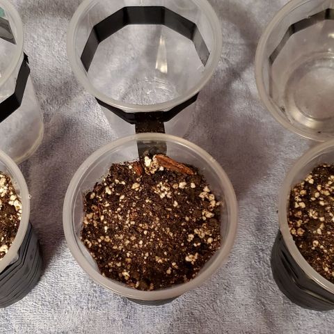 #1 growlog photo: Planted-6:28am