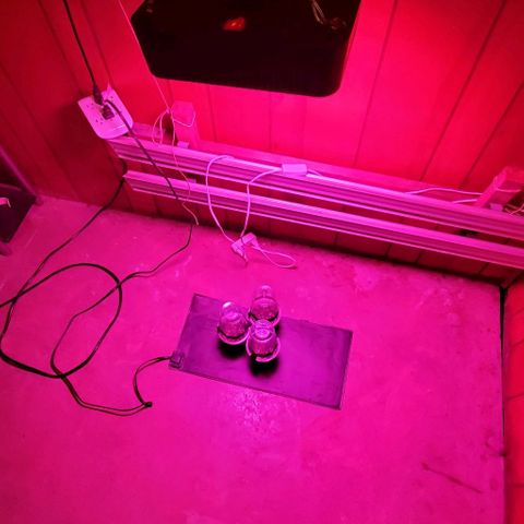 #1 growlog photo: Moved into room, 100w blurple led 36"above