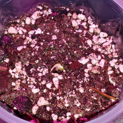 #1 growlog photo: WW #3