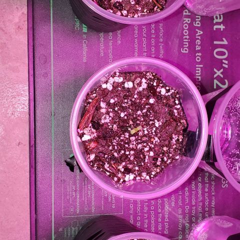 #1 growlog timeline photo