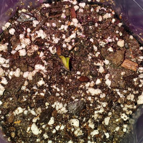 #1 growlog photo: #3