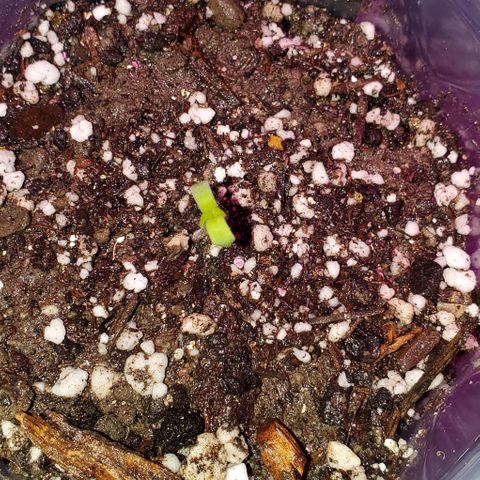 #1 growlog photo: #2