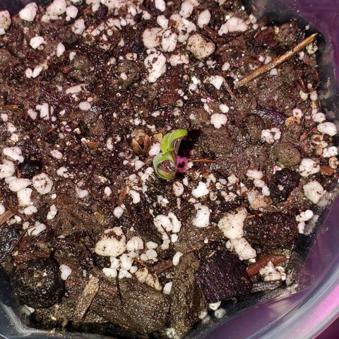 #1 growlog photo: #1