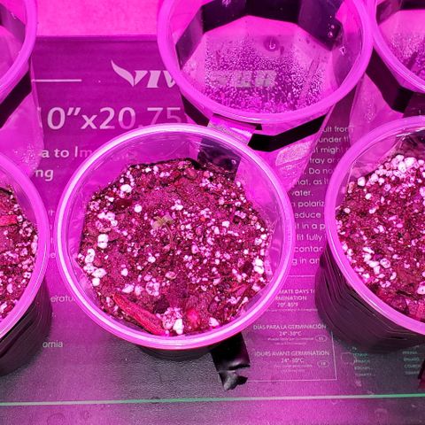 #1 growlog photo: All 3 standing up!