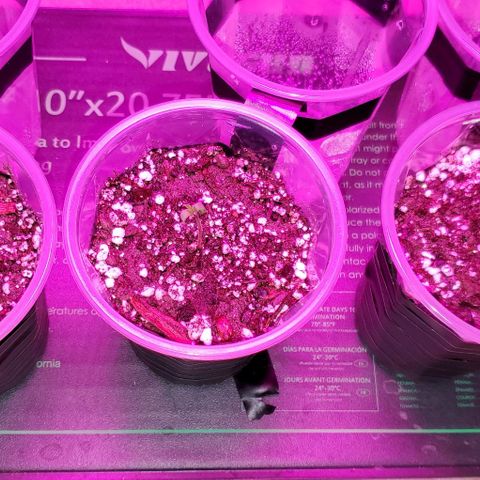 #1 growlog photo: All 3 standing up!