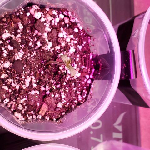 #1 growlog timeline photo