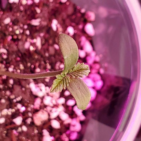 #1 growlog timeline photo