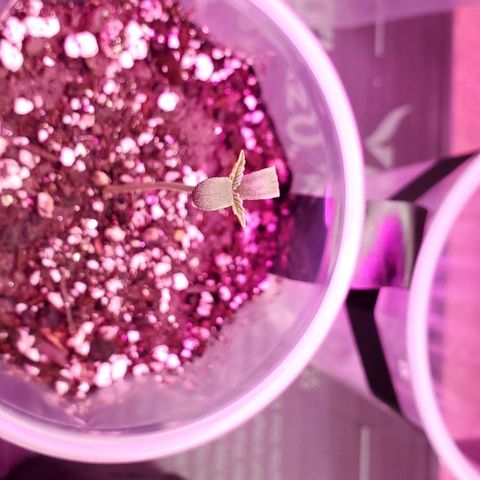 #1 growlog timeline photo