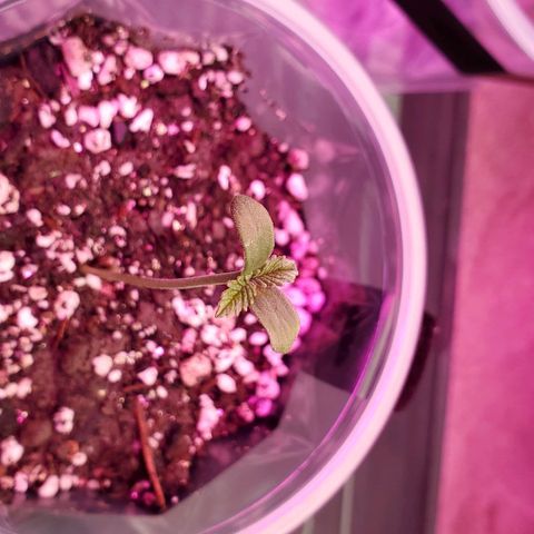 #1 growlog timeline photo