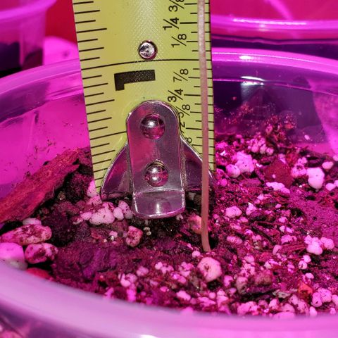 #1 growlog photo: #3#2#1