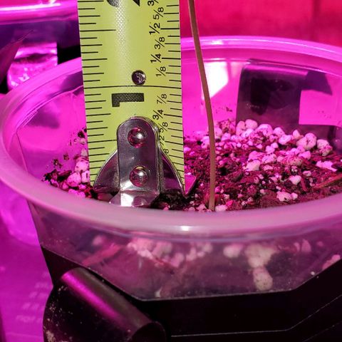 #1 growlog photo: #3#2#1
