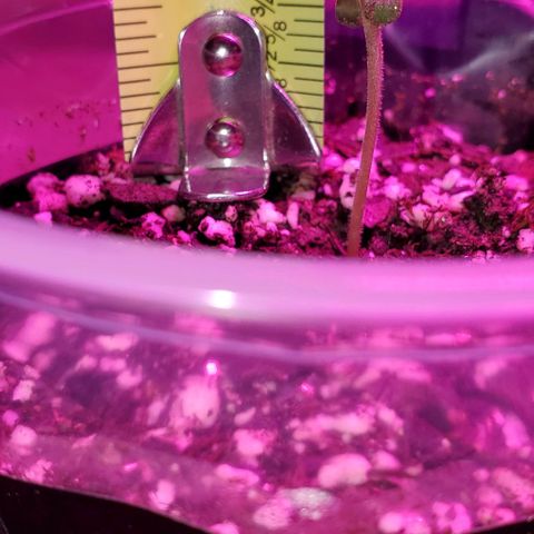 #1 growlog photo: #3#2#1