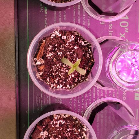 #1 growlog photo: 1-2-3. L-R