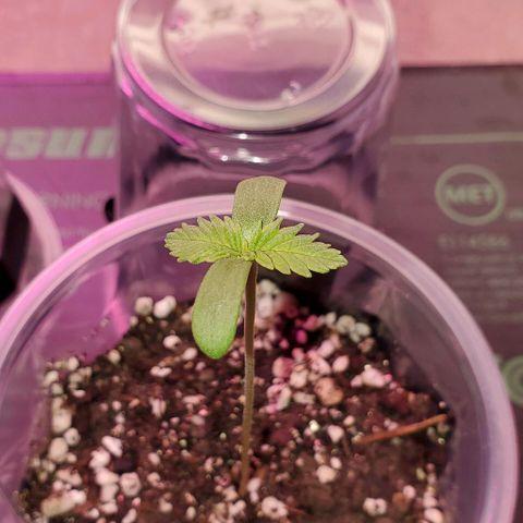 #3 growlog timeline photo