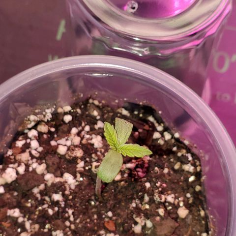 #1 growlog timeline photo
