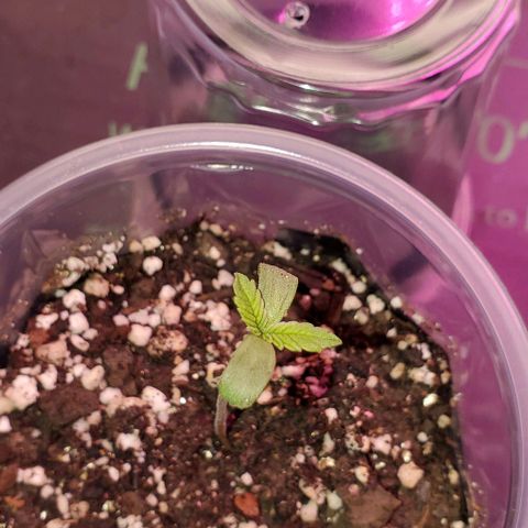 #1 growlog timeline photo