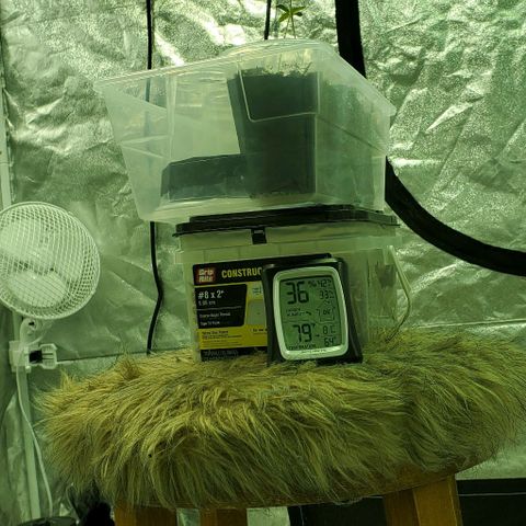 #2 growlog photo: Temp/humidity check