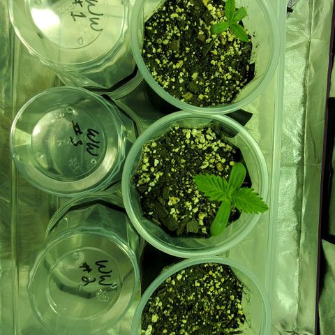 #2 growlog timeline photo