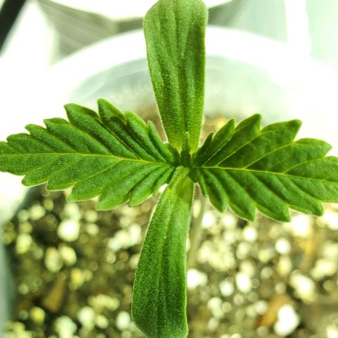 #2 growlog photo: 7:45pm