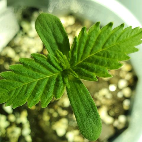 #3 growlog photo: 7:45pm