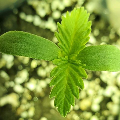 #1 growlog photo: 7:45pm