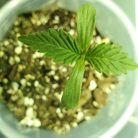 #2 growlog timeline photo