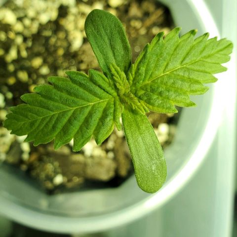 #3 growlog timeline photo