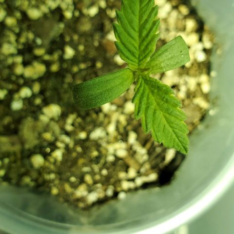 #1 growlog timeline photo