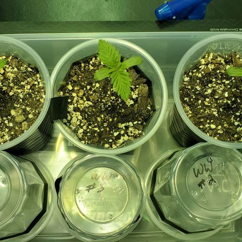 #2 growlog timeline photo