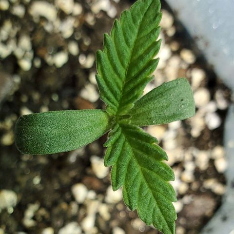 #1 growlog timeline photo