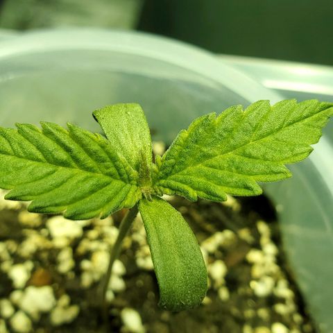 #1 growlog timeline photo