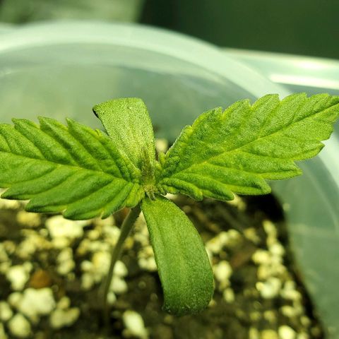 #1 growlog timeline photo