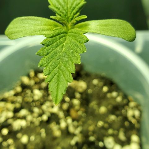 #2 growlog timeline photo