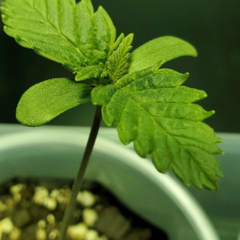 #2 growlog timeline photo