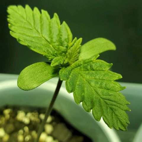 #3 growlog timeline photo